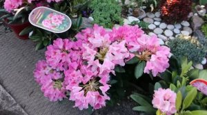 РОДОДЕНДРОНЫ- подробный сравнительный обзор сортов выставленных на продажу 2021