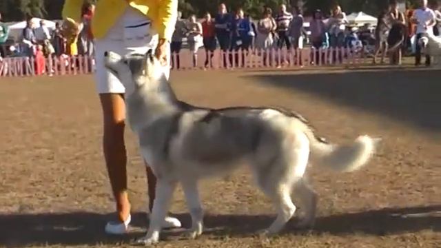 Выставка собак ЗАПОРОЖСКАЯ СЕЧЬ 2015 3 октября ЮНЫЙ ХЕНДЛЕР смотреть онлайн