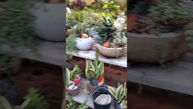 Случайно забрела, в оранжерею#магия цветов по планетам#магия дома#цветы в астрологии смотреть онлайн