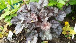 Гейхеры в саду | Цветение гейхер, сезон 2022 | Обзор 14 сортов гейхер