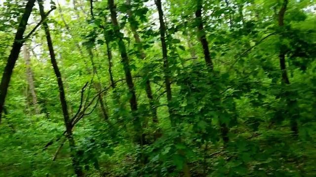 САМВЕЛ АДАМЯН ЦВЕТЫ ОТ ЛЮБОВНИКА. ГРАНДЕНИКО ЧУТЬ НЕ ЗАПЛАКАЛ ОТ ОБИDЫ.ЗАЧЕМ СДЕЛАЛ TIK TOK смотреть онлайн