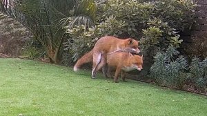 Foxes mating - old version