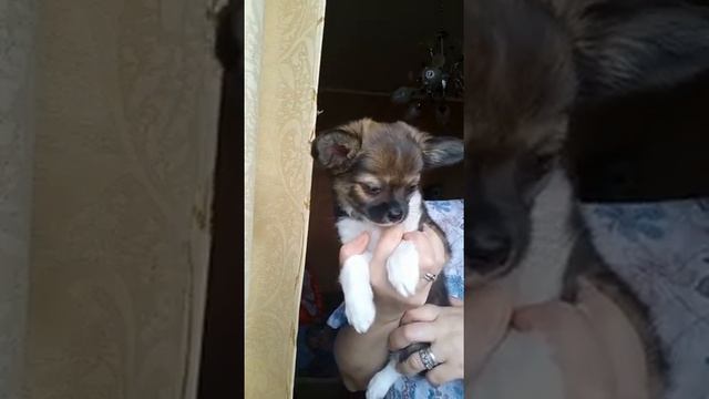 Габриэлла чихуахуа продается,сын Космоса видео от заводчика питомник Кастропуло+79787458062 смотреть онлайн
