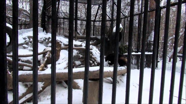 Росомаха Нор развлекается. 20.01.18 г. смотреть онлайн