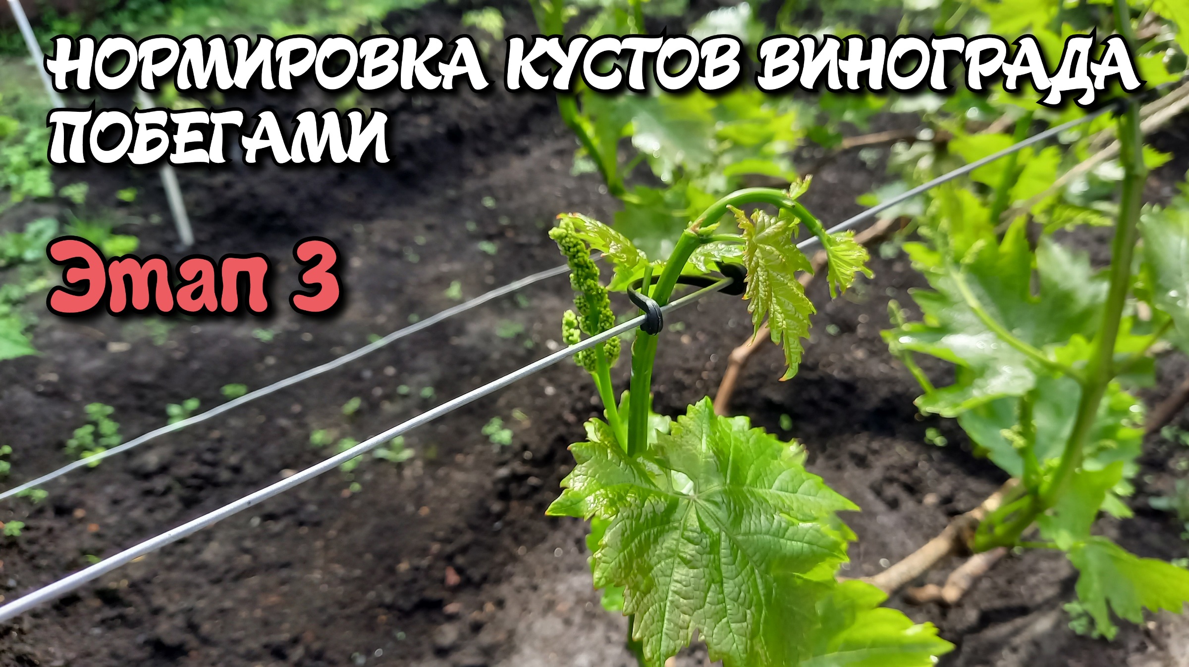 Нормировка кустов винограда побегами. Этап 3. смотреть онлайн