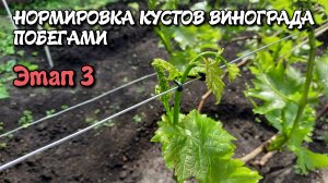 Нормировка кустов винограда побегами. Этап 3.