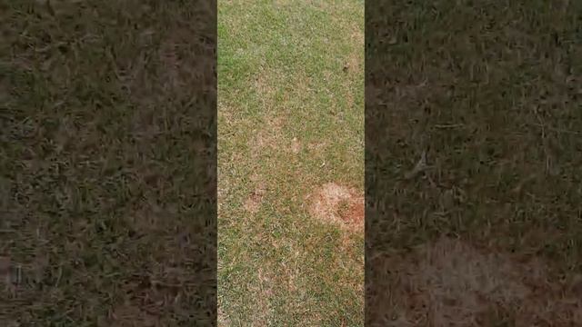ENSINANDO O PINSCHER A BUSCAR O OBJETO смотреть онлайн