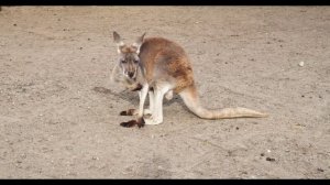 Живой звук кенгуру. Как говорит живой кенгуру.