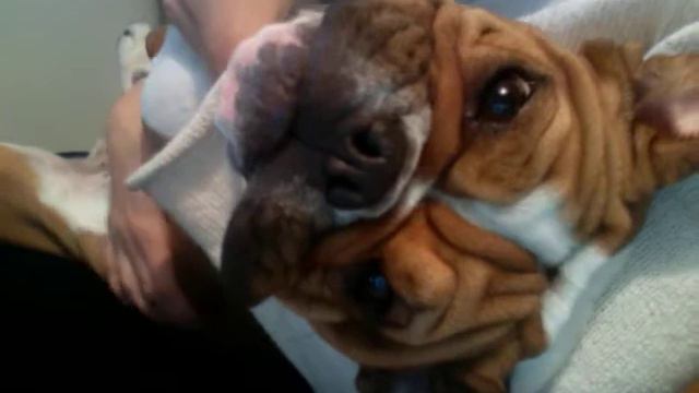 Bulldog Petunia shows of her round belly and barks on command. смотреть онлайн