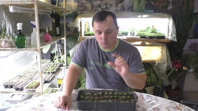 Увидели такое на своей рассаде? Срочно принимаем меры! смотреть онлайн