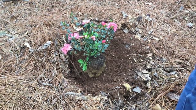 Planting Azaleas смотреть онлайн