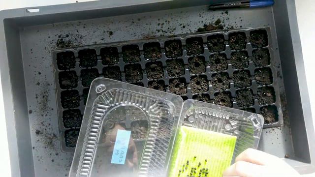 Як виростити спаржу з насіння. Простий, перевірений спосіб.