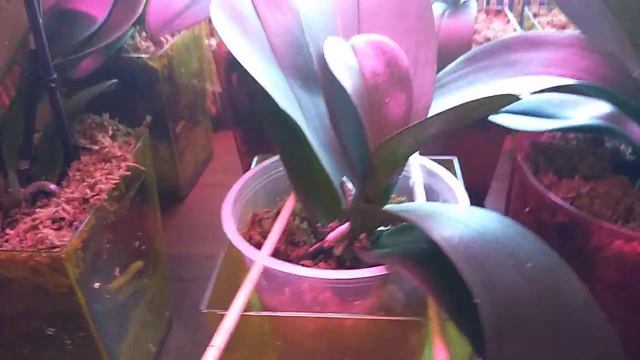 Орхидеи в закрытой системе. Важные условия выращивания смотреть онлайн