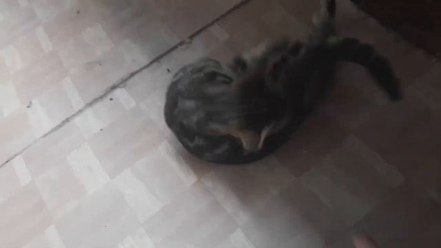 Малыш с печальной судьбой, и его друг, который не сдается! смотреть онлайн
