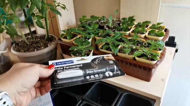 Чуть не угробила рассаду петунии. Большая пикировка цветочной рассады. Подрос пентас, работаю с ним смотреть онлайн