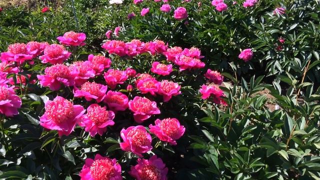 1403 NEON 27,05,17 1 смотреть онлайн