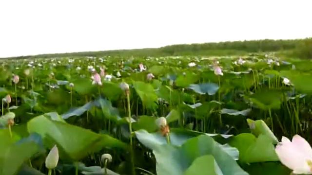 Лотосы смотреть онлайн