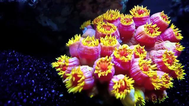 Тип кишковопорожнинні смотреть онлайн