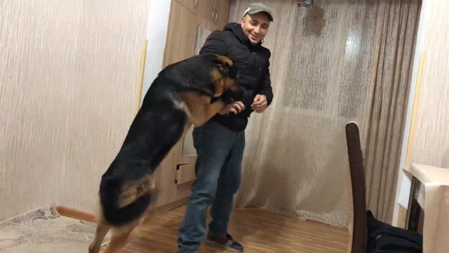 Немецкая овчарка Арчи встречает хозяина смотреть онлайн