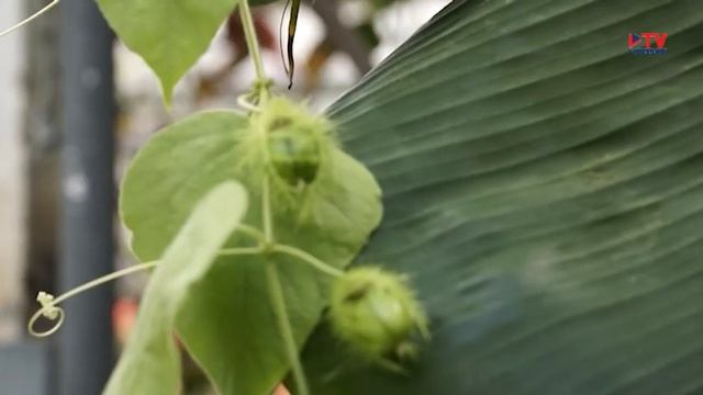 Суперсад: пассифлора изменчивая смотреть онлайн