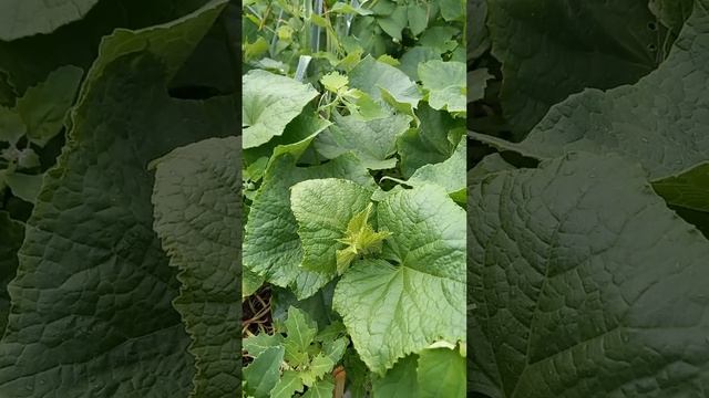Как избавиться от мучнистой росы и жёлтых листьев на огурцах #short #shorts смотреть онлайн
