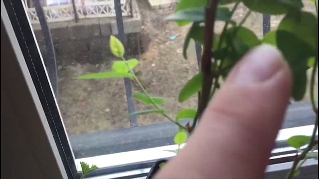 Голубика сохнет, ствол чернеет смотреть онлайн