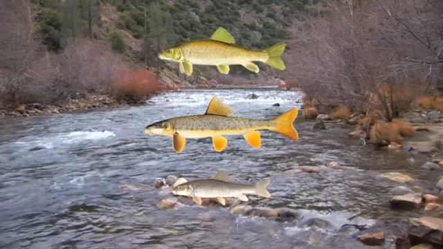 Facts Of Evolution: Speciation And Extinction