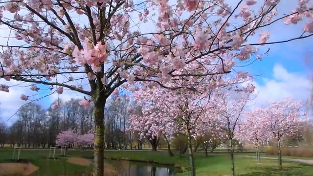 влог - успеть увидеть цветущую сакуру смотреть онлайн