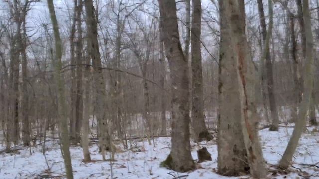 Новый сезон тихой охоты 05.01.2021 Фламмулина бархатистоножковая , дикие козы в лесу ! смотреть онлайн