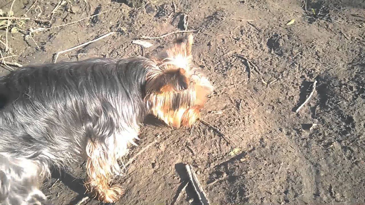 Гламурный подонок на рыбалке смотреть онлайн