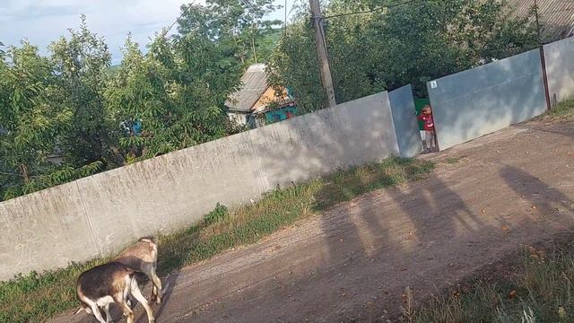 Як вилікувати понос в козенятка, моє господарство. смотреть онлайн