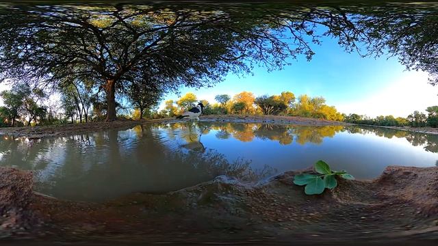 Blacksmith Lapwing Plover Guards Nest | Wildlife in 360 VR смотреть онлайн