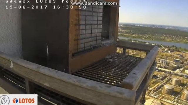 Sokół Wędrowny Lotos Gdańsk -  2017 06 19 20 33 52 156