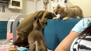 БАРХАННЫЙ КОТ ОБЛАЯЛ ЛИСУ