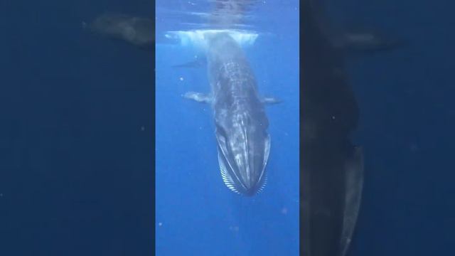 Insane RARE whale encounter caught on camera! #encounter #camera смотреть онлайн