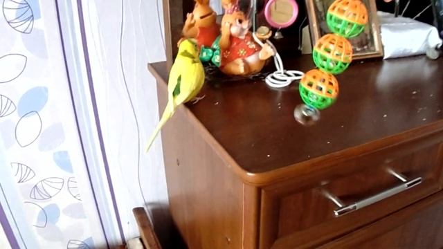 Покупки из зоомагазина и интернета для попугая. Покупки для волнистого попугая. Скейтборд и попугай смотреть онлайн