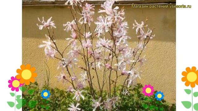 Магнолия звездчатая Розеа. Краткий обзор, описание характеристик Magnolia Stellata Rosea