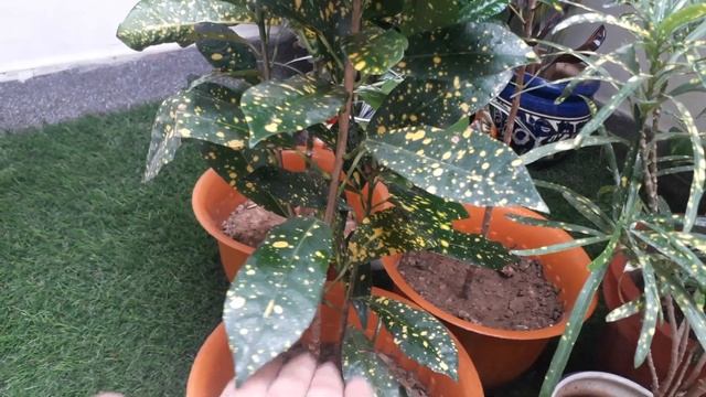 All about croton plants//codiaeum variegatum//beautiful and colourful house plant смотреть онлайн