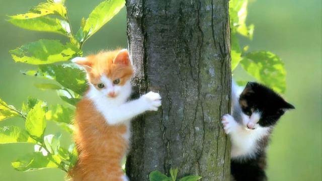 Cat wallpaper смотреть онлайн