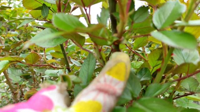 Что делать, если у розы из одной почки растут три побега. смотреть онлайн