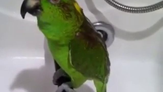 Попугай Микеша исполняет арии смотреть онлайн