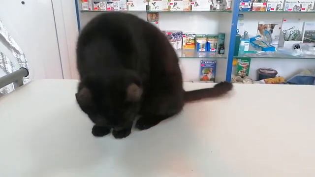 Амурчику нужен дом! смотреть онлайн