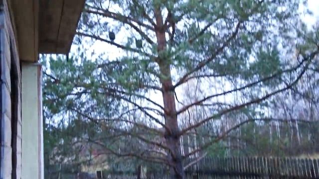 Цесарки ночуют на сосне. Вольное содержание. смотреть онлайн