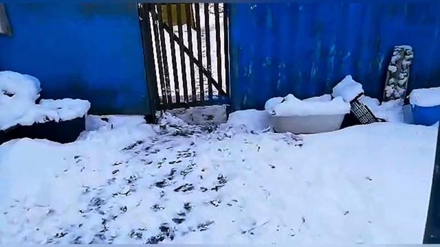 Жизнь на юге снег идёт 2 день #деревня #кубань #юг смотреть онлайн