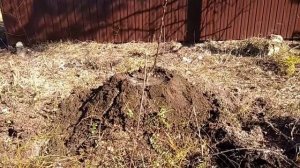 Посадка яблони при высоком уровне грунтовых вод