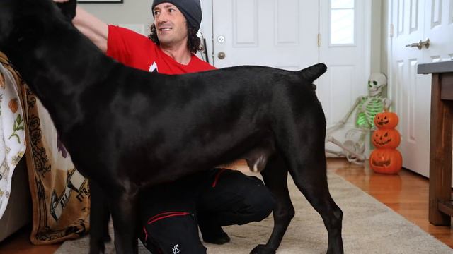 FIX HIGH ENERGY In Your Dog - EASY SOLUTION! Cane Corso смотреть онлайн