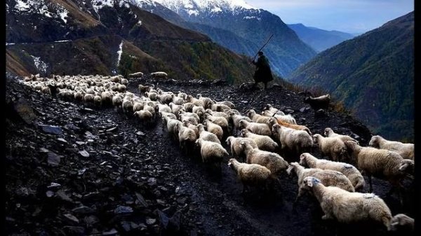 Рассказ о собаке породы бордер-колли по имени Сирра . Автор: Джойс Стренгер