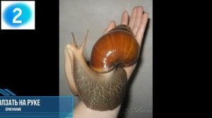 Есть ли мозг у улиток ?Можно ли их дрессировать?