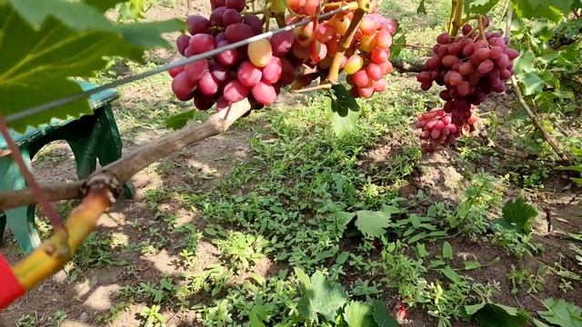 Виноград Конфетка селекція Писанки О.М смотреть онлайн