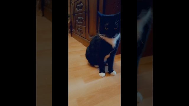 Дифирамбы) смотреть онлайн